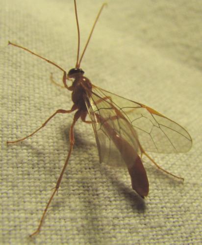 Réf. 212 308 : Ophion sp.